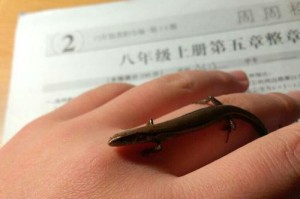 探秘大型宠物石龙子的神秘世界（了解石龙子的特征、养殖与饲养方法，打造独特的宠物世界）