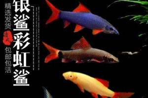 彩虹鲨——热带水族箱中的绚丽明星（探索彩虹鲨的神奇世界，品味热带观赏鱼的美妙之处）