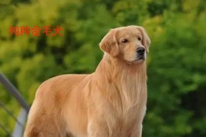如何准确判断金毛犬的纯度？（揭秘纯种金毛犬的5大特征）