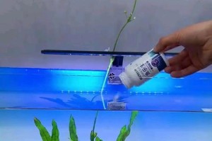 为什么要定期换鱼缸水？（保持鱼缸水质清洁的重要性）