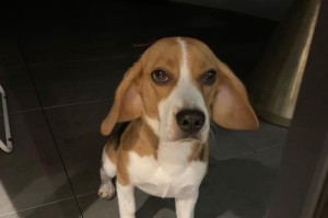 以比格犬的优缺点及养宠人的后悔（揭秘养比格犬的利与弊，你知道吗？）