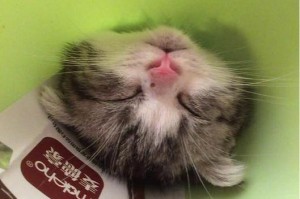 折耳猫为什么会在某些时候掉毛凶？（解析折耳猫掉毛的原因及处理方法）