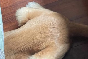 为什么狗狗放屁臭？（揭开狗狗放屁臭的真相及解决办法）