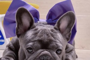 探究法国斗牛犬为何如此昂贵（揭秘法国斗牛犬的高价背后的原因）