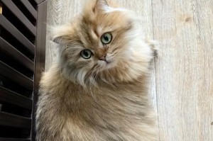 母猫的屁股（探秘母猫屁股的形态和功能）