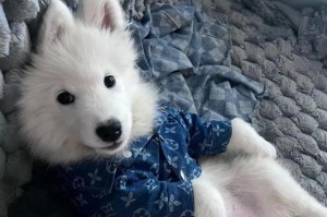 萨摩耶幼犬拉稀，该吃哪些水果？（为你的萨摩耶宝宝提供一些水果的饮食建议）