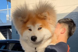 如何早早训练你的小秋田犬（从幼犬期开始的培养和训练）