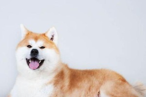 以秋田犬价格贵吗？（6个因素决定价格，看看你买的值不值）
