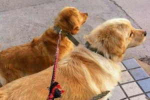 一公一母狗为何和睦相处？（探寻公母狗和平相处的原因及关键因素）