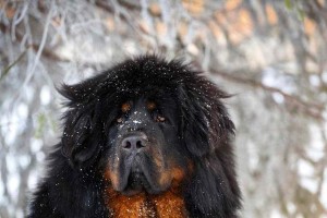 藏獒美容工具一览（以宠物为主，打造完美形象）