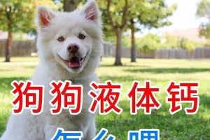 狗的饮食需求（为你的宠物狗选择正确的液体钙补充品）