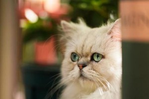 加菲猫的价格和最值钱的颜色（了解加菲猫市场价格及热门颜色）