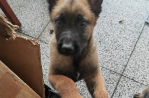 揭秘纯种马犬的高价之谜（纯种马犬究竟值多少钱？为何价格居高不下？）