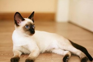 新手养猫推荐（给爱猫初学者的经济实用指南）