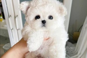 如何帮助比熊幼犬适应新家（从宠物角度出发，详解幼犬适应新环境的方法）