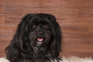 以哈威那犬为宠物的饲养方法（从选购到养护，让你成为合格的哈威那犬主人）