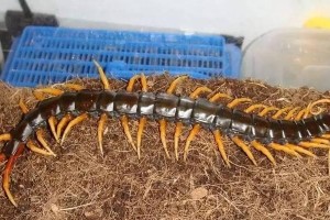 蜈蚣饲养指南（如何养护健康的蜈蚣？）