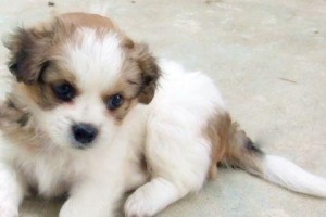 如何帮助蝴蝶犬克服分离焦虑症（以宠物为主，给爱宠们更好的生活体验）