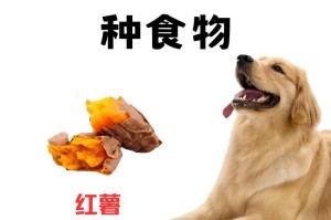家养小狗的健康饮食指南（了解家养小狗的适宜食物，让它们健康快乐成长）