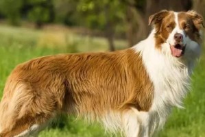 边境牧羊犬发烧应急处理（宠物生病，如何快速响应？）