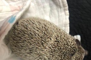 非洲迷你刺猬的饲养指南（以宠物为主，轻松享受温馨时光）