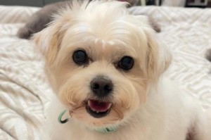 探寻獠牙狗的奇妙世界（探索獠牙狗的起源、特征和饲养技巧）