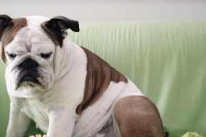 如何让你的宠物狗远离无聊（15个方法让你的爱犬玩出新花样）
