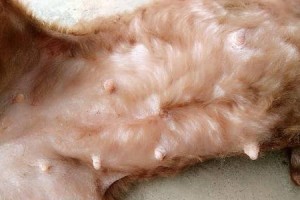 为什么狗不怀孕？（探究狗不怀孕的原因及解决办法）