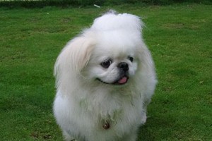 如何正确地奖励和惩罚小京巴？（让你的宠物成为最懂规矩的乖乖犬）