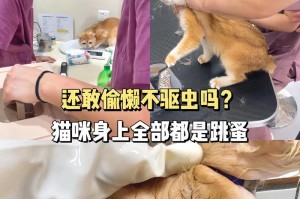猫咪驱虫，（了解猫咪驱虫的时间和方法，让它们始终健康快乐）