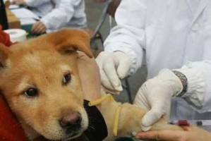狗狗疫苗注射（探究疫苗注射的最佳位置及注意事项）