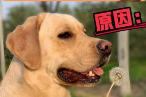 狗为何无法排便？（探索导致狗无法排便的原因及解决方法）