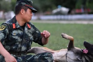 如何训练你的犬“前进”能力（基于正面强化法的犬前进训练策略）