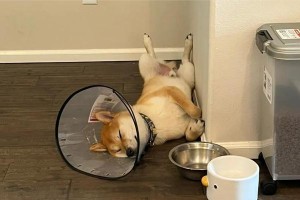 狗狗绝育（绝育与否，做个明智选择）
