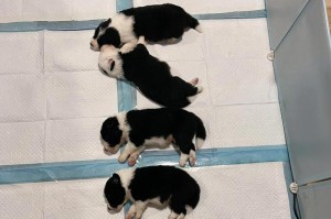边境牧羊犬价格大全（了解边境牧羊犬价格，选择适合的宠物伙伴）