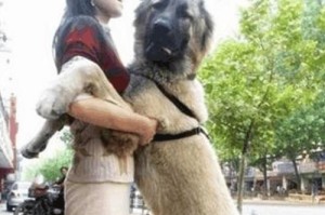 萨摩耶犬的交配时间及注意事项（了解萨摩耶犬交配的最佳时机与繁殖注意事项）