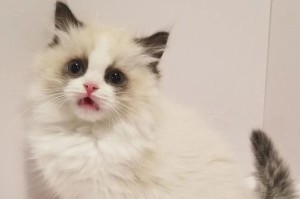 布偶猫与波斯猫（探究布偶猫与波斯猫的外貌、性格和特点）