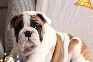 为什么英国斗牛犬很少人养？（探究人们对英国斗牛犬的偏见和担忧）