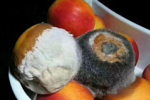 预防胜于治疗——猫咪牙石病的关键（如何预防猫咪牙石病，让你的宠物拥有健康洁白的牙齿）