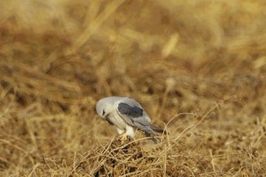 黑田鼠的饲养方法（如何养活和照顾你的黑田鼠）