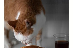 以小猫为主题的宠物养殖与培育指南（从小猫的选择到健康成长，为你提供全方位的养猫知识）