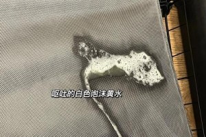 揭秘狗狗早上吐白色物质的原因（探究为何狗狗常常在早晨吐出白色物质）