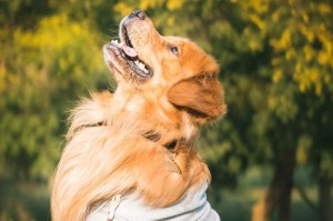孤独的金毛犬（以宠物为主，探讨孤独金毛犬的表现及处理方式。）
