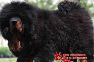 幼獒的驱虫时间选择（宠物幼獒驱虫的最佳时间和注意事项）