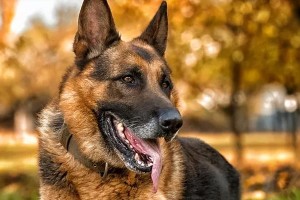 以德牧吃什么上彪快（了解德国牧羊犬的饮食需求，让你的宠物健康快乐）