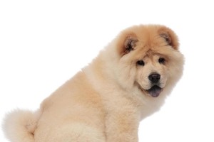 松狮犬养护注意事项，宠主请勿掉以轻心！（避免5个常见喂食误区，宠物健康靠谱保障）