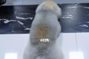 如何训练你的狗狗趴下？（以宠物为主，提供简单易懂的训练方法）