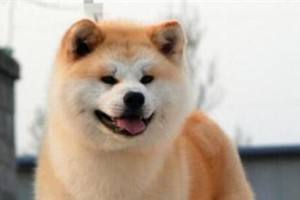 如何科学养护秋田犬——宠物爱好者的必读手册（以秋田犬的饲养方法为主题，让你的爱宠健康快乐生活！）
