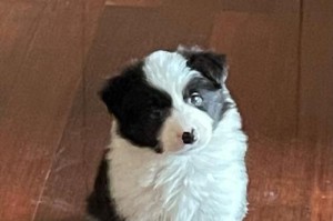 如何训练边境牧羊犬成为优秀的宠物犬（一步步教你让边境牧羊犬成为你的好伙伴）