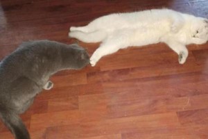 猫咪的叫声为什么每天叫我起床？（揭开猫咪早晨叫醒主人的真正原因）